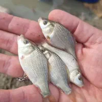 بچه ماهی کپور طلایی|ماهی|خرم‌آباد, |دیوار