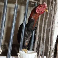 تخم مرغ نطفه دار|حیوانات مزرعه|رامجین, |دیوار