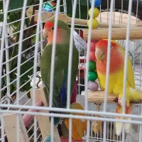 فروش طوطی بزریلی