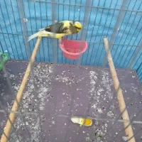 قناری نر سوپر|پرنده|حمیدیا, |دیوار