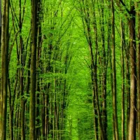 زمین تجاری-مسکونی در اوجاکله