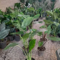 بابا ادم سبز جاینت و تنه قرمز