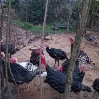 بوقلمون جوان امساله|حیوانات مزرعه|سنگر, |دیوار