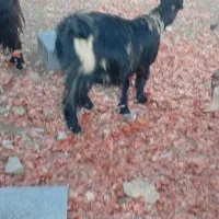 بزداشتی|حیوانات مزرعه|شیراز, حومه شیراز|دیوار