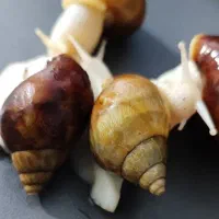 فروش حلزون|خزنده|جهرم, |دیوار