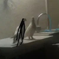 کفتر کبوتر نر گمشده کله دار کپکی موچ پا