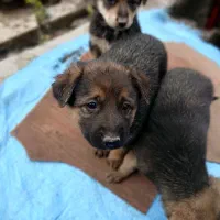 توله سگ ژرمن|سگ|زرگرشهر, |دیوار