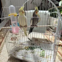 جفت عروس هلندی مولد ضمانتی با تخفیف