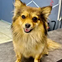 باسلام ‌‌‌پامر۳ساله