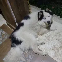 هاسکی بالغ نر|سگ|رشت, گیل|دیوار