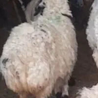 بره ماده ریز