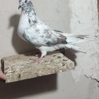 سوسکی ماده