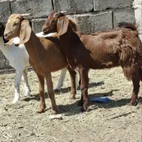 گوسفند گیسه فروشی