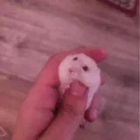 همستر نژاد دار وینتر وایت با وسایل