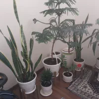 گل خانگی طبیعی