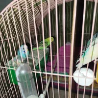 فروش4عددمرغ عشق