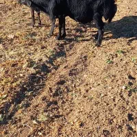 قوچ قره قزل رنگ زغالی با پرش