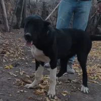 توله‌سرابی|سگ|اهر, |دیوار