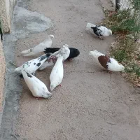 کبوتر تهرانی|پرنده|طالقان, |دیوار