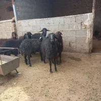 گوسفند ماده تولو