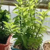 قلک خونگی