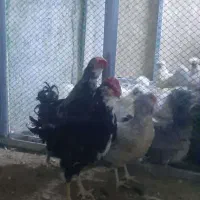 جوجه و تخم نطفه دار گلین|حیوانات مزرعه|ری, ولی آباد|دیوار