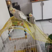 جوجه عروس هلندی|پرنده|بروجرد, |دیوار