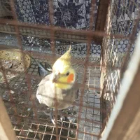 عروس هلندی دست آموز