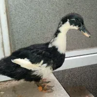 اردک 4 ماهه