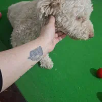 واگذاری سگ|سگ|اهواز, فرهنگ شهر|دیوار