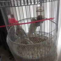 عروس هلندی آلبینو جفت