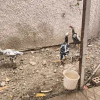 مرغ و خروس لاری