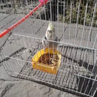 عروس هلندی|پرنده|مشهد, شهرک مهرگان|دیوار