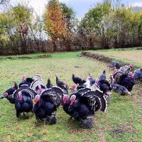 بوقلمون محلی ارگانیک گرم و تازه