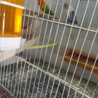 کوتوله وعروس هلندی|پرنده|گلبهار, شهر جدید گلبهار|دیوار