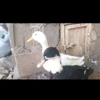 فروش دو عدد اردک سرحال نر ماده