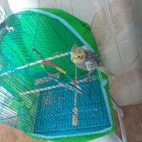 پرنده ی عروس نر و ماده هر دوکاملا سالم وسرحال|پرنده|رشت, دخانیات|دیوار