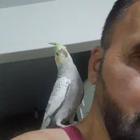 عروس هلندی|پرنده|تهران, خاک سفید|دیوار