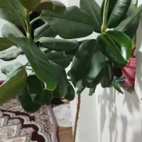 دو عددگل خانگی فیکوس