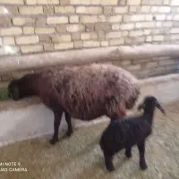 یک راس میش بره دار