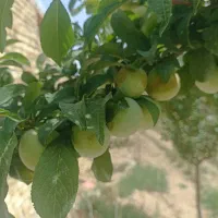 باغچه و تفرجگاه ویلایی|فروش خانه و ویلا|آبگرم, |دیوار