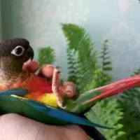 مرغ عشق.کوتوله.عروس.گرینچک.شاه طوطی