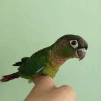 گرینچیک|پرنده|مشهد, ادیب نیشابوری (شهرک غرب)|دیوار