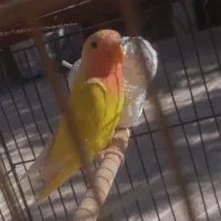 طوطی برزیلی|پرنده|بوئین زهرا, |دیوار