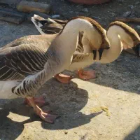 قوغاز،اوردک، مرغو خروس گلین