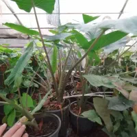 حراج گل و گیاهان باغچه ای ، بیرونی|گل و گیاه طبیعی|کلارآباد, |دیوار