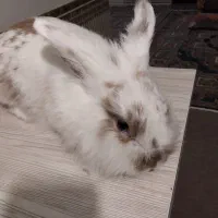 خرگوش سفید برفی|موش و خرگوش|رباط‌کریم, نصیرشهر|دیوار