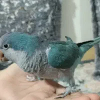 طوطی راهب ابی (کواکر)