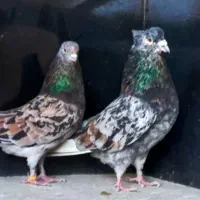 کفتر ساعت بالا کاشان