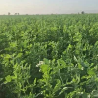 فروش یونجه